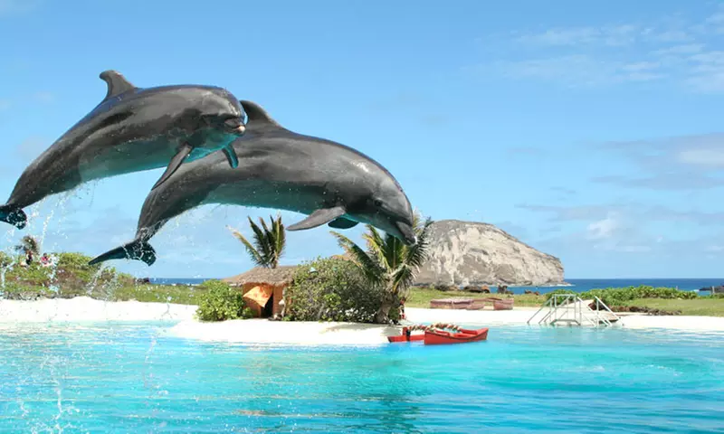 Single-Day Admission or Sea Lion Swim at Sea Life Park (Up to 27% Off)  - Primary Image