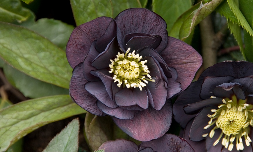 Image 6: 10 Hellebore Hybrid Plants
