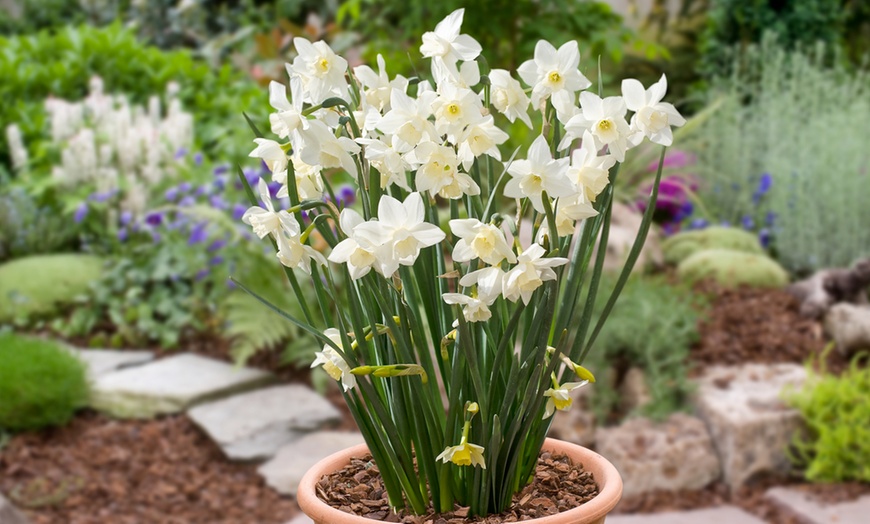 Image 13: 125 ou 250 bulbes de diverses fleurs de printemps colorées