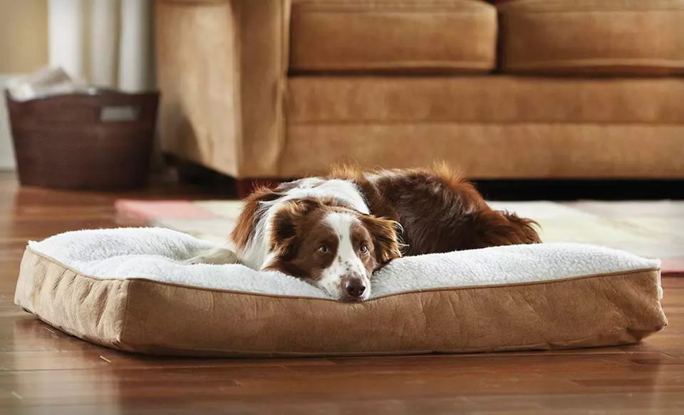 $29.99 for an Animal Planet Large Memory-Foam Sherpa Dog Bed ($49.99 List Price). Free Shipping and Returns. - Primary Image