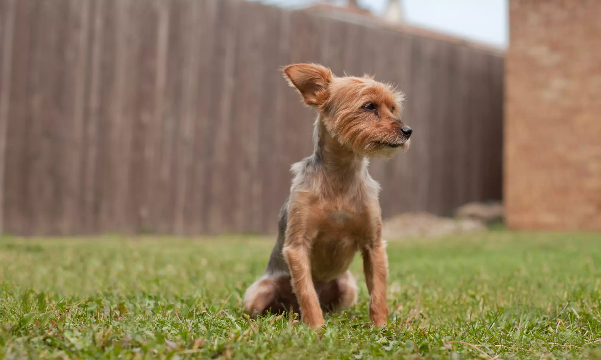 4 or 8 Weeks of Weekly Dog-Waste Removal for 1, 2, or 3 Dogs from Scoops of SWFL (50% Off) - Primary Image