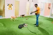 One- or Three-Night Cat or Dog Boarding at Paws Whiskers Pets Nursery - Image 2