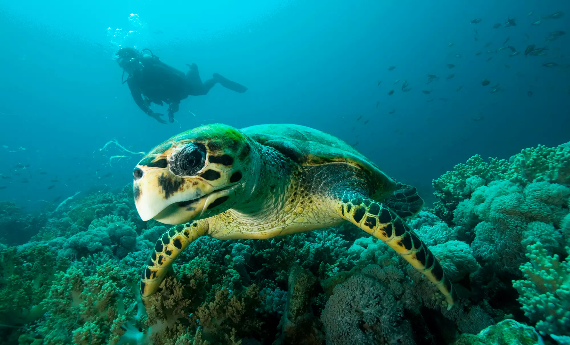 $125 for a One-Day GoPro Underwater Video Class Including Two Dives and Gear Rental from South Beach Divers ($250 Value) - Primary Image