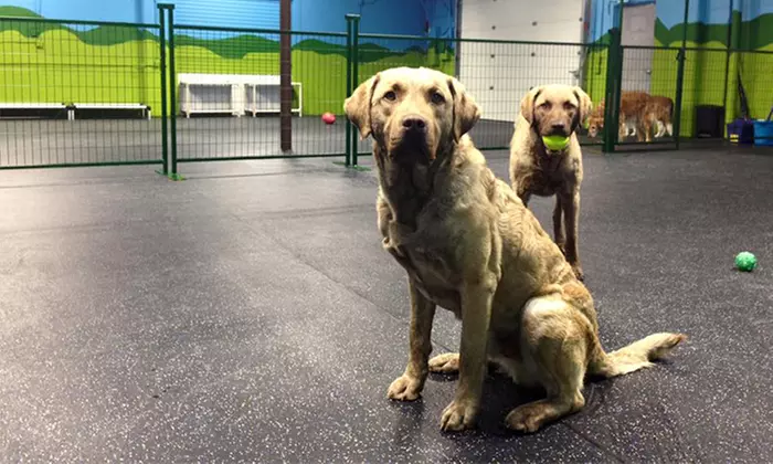 Two, Three, or Five Days of Doggy Daycare Sublime Cat N' Canine (Up to 46% Off)  - Primary Image