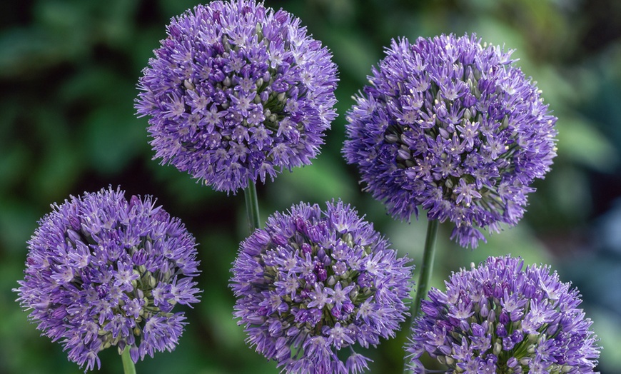 Image 1: Set van 40 of 80 Allium Caeruleum bloembollen