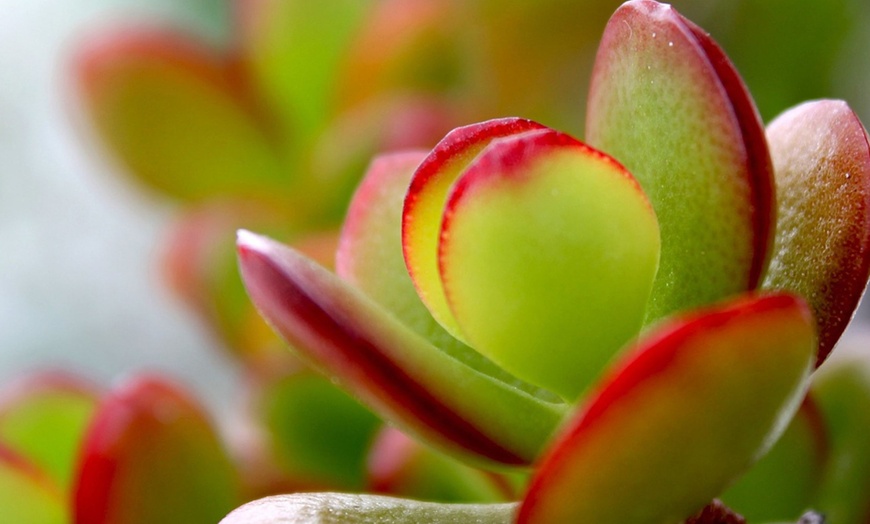 Image 4: Rootz Crassula Ovata Minor, Sunset or Hobbit P30