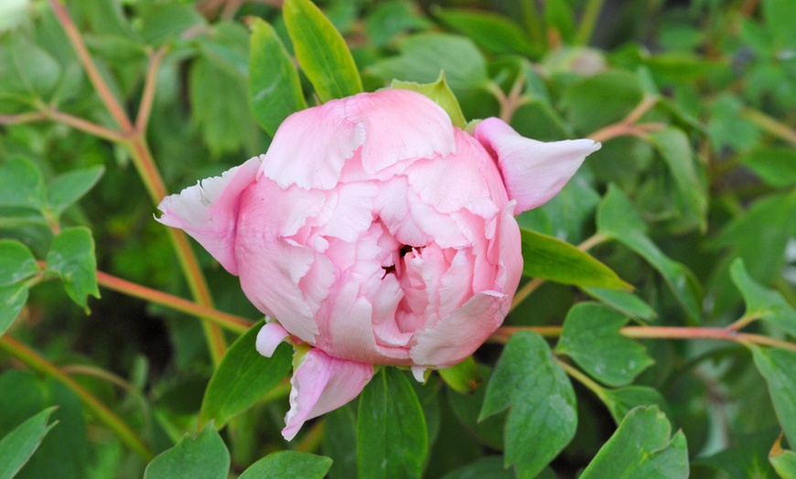 Image 11: Peony Collection Bare Root