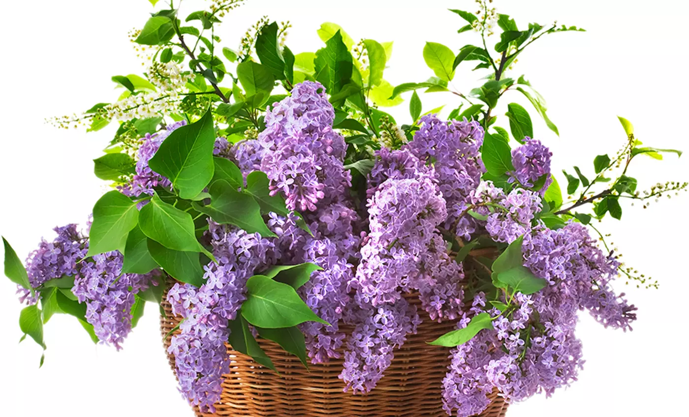 Common Lilac Shrub - Second Medium