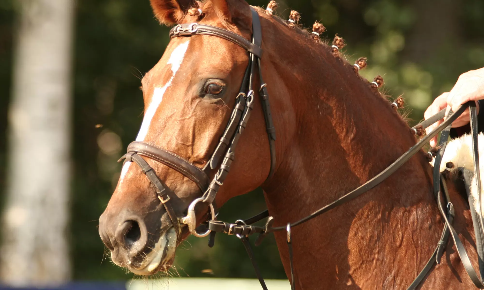 Four-Day Horseback-Riding Camp or Two One-Hour Horseback-Riding Lessons at Prairie Gem Stables LLC (50% Off) - Primary Image