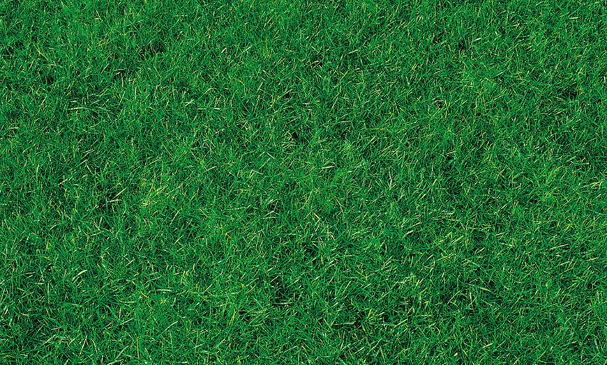 Image 2: 500g Canada Green Grass Seeds