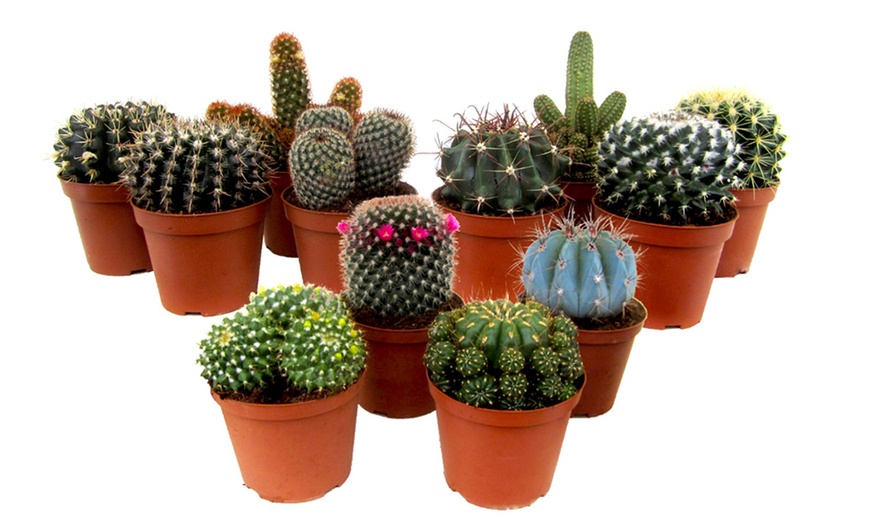 Image 8: Mix di 6 o 12 mini cactus o succulente