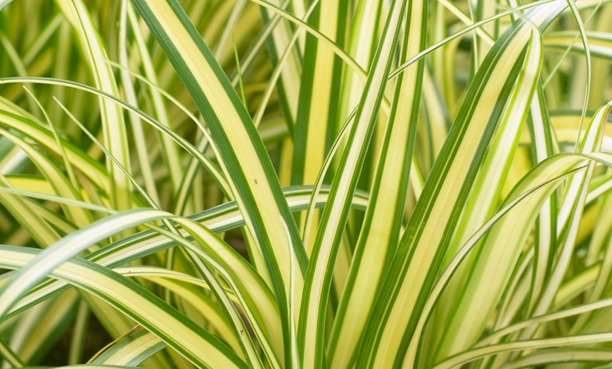 Image 3: Herbe ornementale Carex Everoro