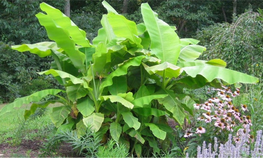 Image 1: Japanese Banana Plants