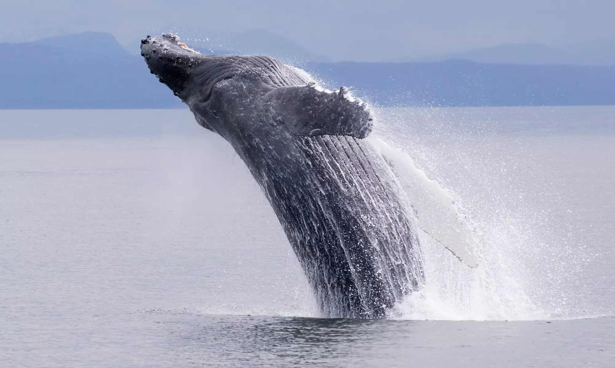 4-Hour Whale and Dolphin Watching Cruise for 1 Child or Adult by Keyport Princess(Up to 35% Off) - Primary Image
