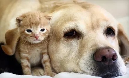 $49 for an Annual Checkup for a Cat or Dog with Exam, Tests, and Vaccines (Up to $205 Value) - Primary Image