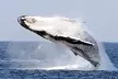 Embark on a Memorable 2.5-Hour Whale Watching Tour for One Child or One, Two or Four Adults ( Up to 29% Off ) - Image 6