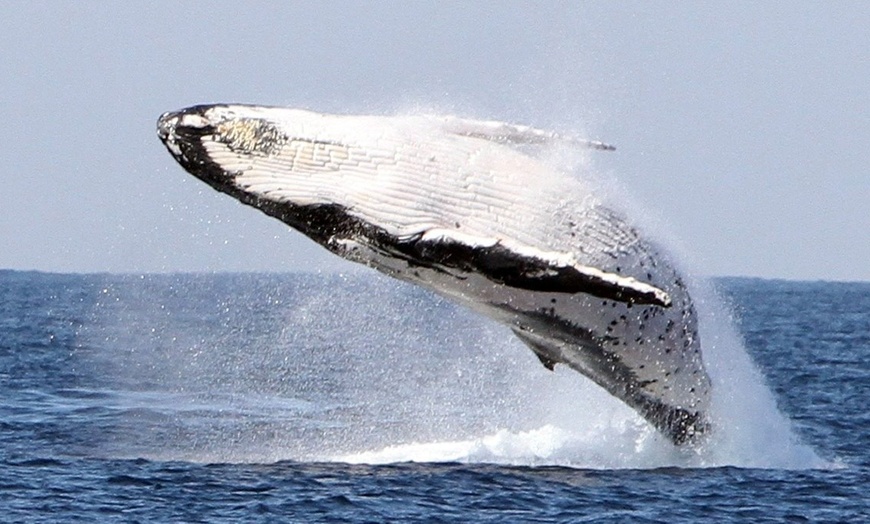 Image 6: 2.5-Hour Whale Watching Tour for 1 Child Age 3-13 or 1, 2, or 4 Adults