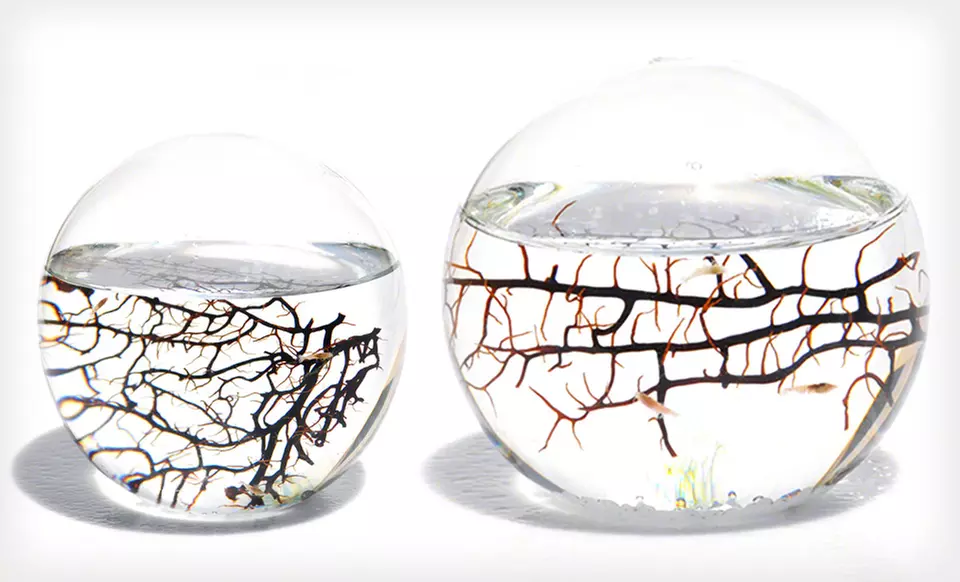 Small- or Medium-Sized EcoSphere Closed Aquatic Ecosystem (Up to 49% Off). Free Shipping and Returns. - Second Medium