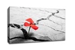 Touch of Color Photography on Gallery-Wrapped Canvas Prints - Second Medium