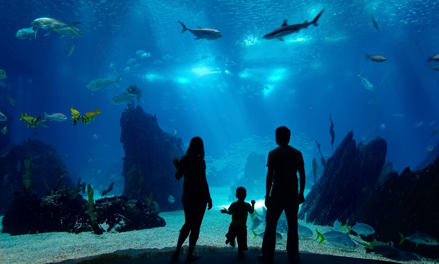 Free Days at Shedd Aquarium in Chicago, IL Groupon