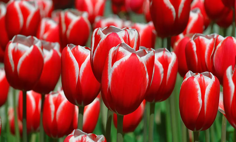 Pre-Order Holland's Special Tulips - Primary Image