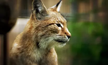 Zoo Outing for Two, Four, or Six at Bear Den Zoo and Petting Farm (Up to 62% Off) - Primary Image