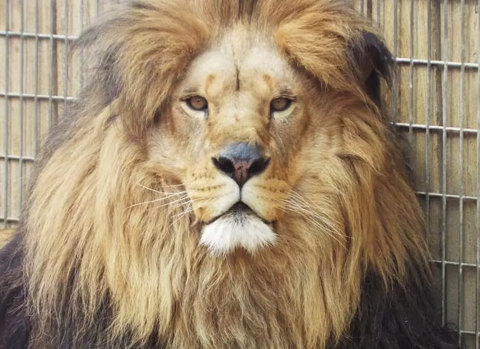 GetOut Pittsburgh with Admission to 25+ Iconic Attractions