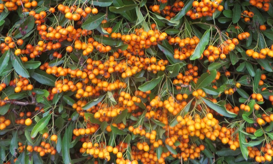 Image 3: Three or Six Evergreen Shrub Trio Potted Plants