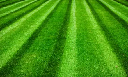 Up to 6,000 Sq. Ft. of Lawn Aeration, Seeding, or Both from Growing Green (Up to 57% Off) - Primary Image