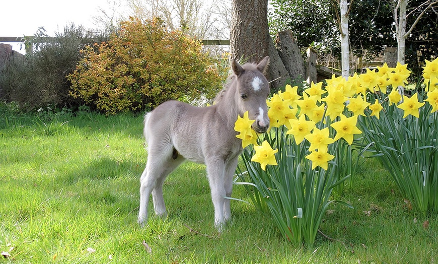 Image 1: Pony Centre, Entry For Two