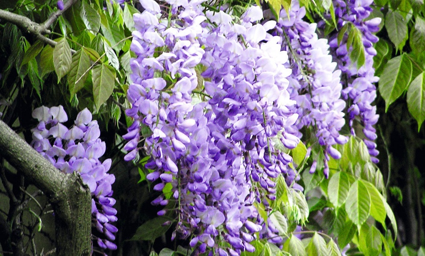 Image 2: Two Lavender Lace Wisteria Plants