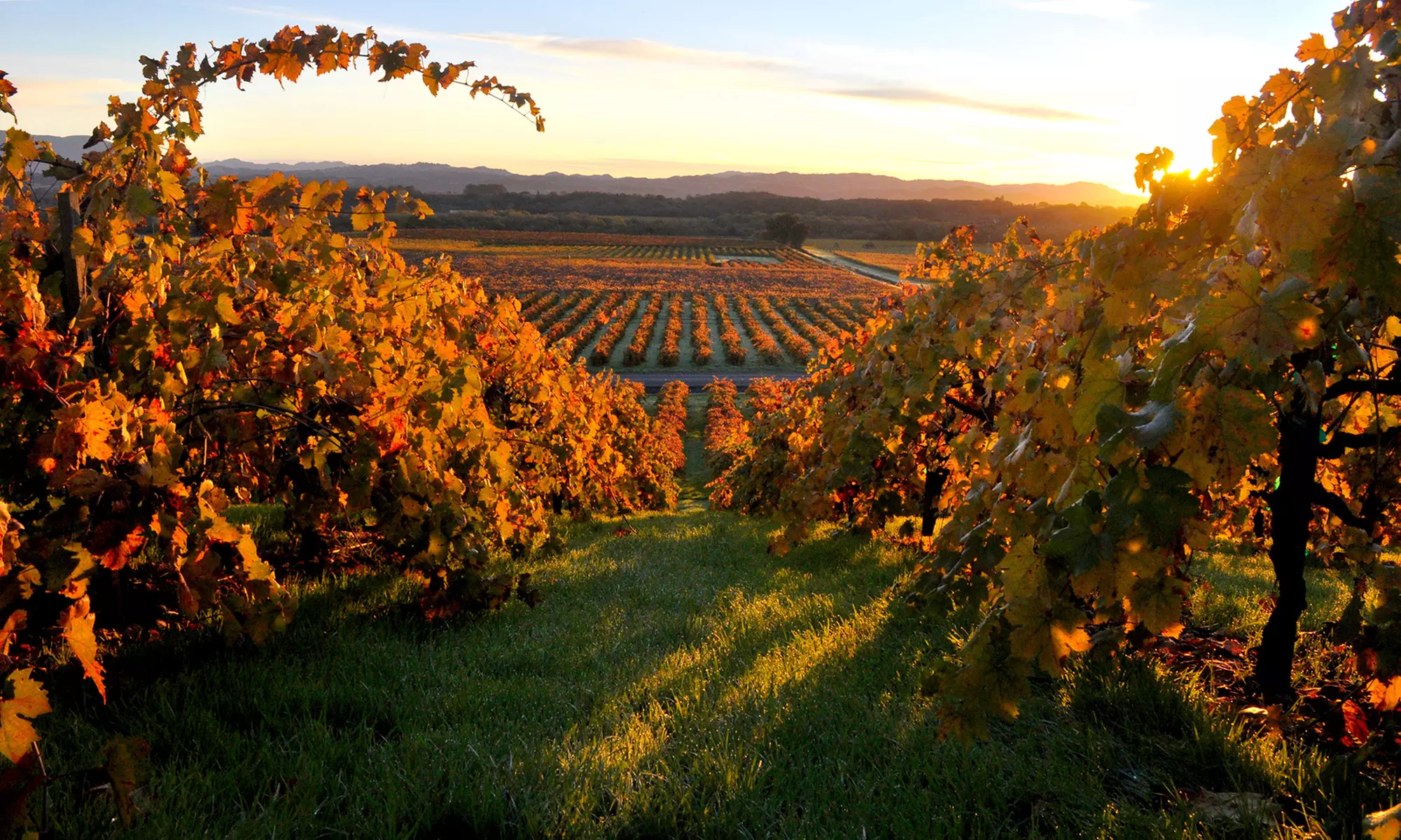 Three-Hour Limo Ride or Six-Hour Napa Valley Wine Tour for Up to Eight from Go Limo (Half Off) - Primary Image
