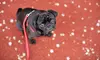$23 for $50 Worth of Pet Care — Kimie's Kritters LLC