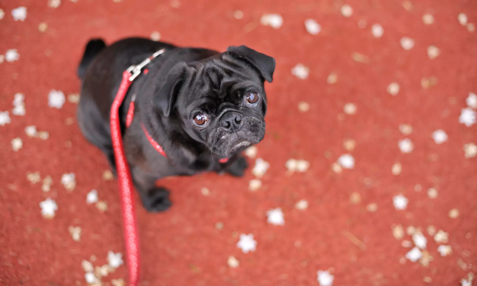$23 for $50 Worth of Pet Care — Kimie's Kritters LLC - Primary Image