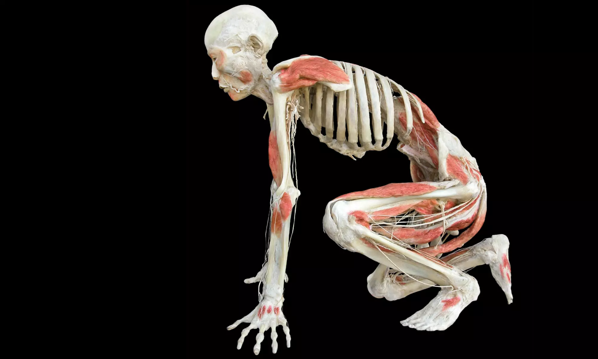Scientific "Bodies Revealed" Exhibit Visit in Niagara Falls for One, Two, or Four (Up to 57% Off)  - Primary Image