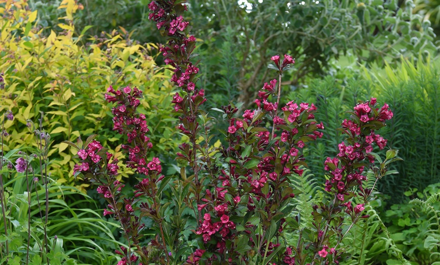 Image 3: Weigela Towers of Flowers ‘Cherry’ - Buy 1 or 2 Plants