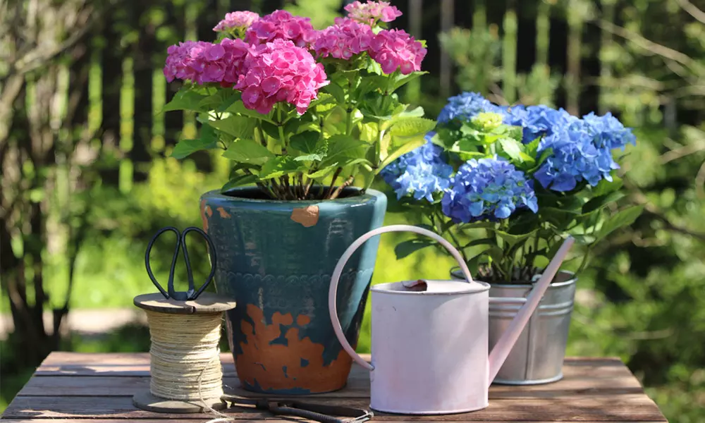 Hydrangea Plants - Up to 4 Potted Plants