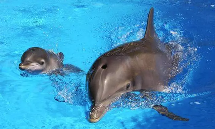 1, 2, or 3-day Attraction Pass to Secret Garden & Dolphin Habitat, NYNY Roller Coaster, and More - Primary Image