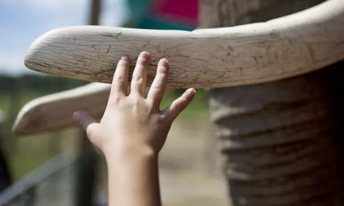 Two or Four Tickets to One-Hour Elephant Retreat Educational Seminar at Wilstem Ranch (Up to 43% Off) - Primary Image