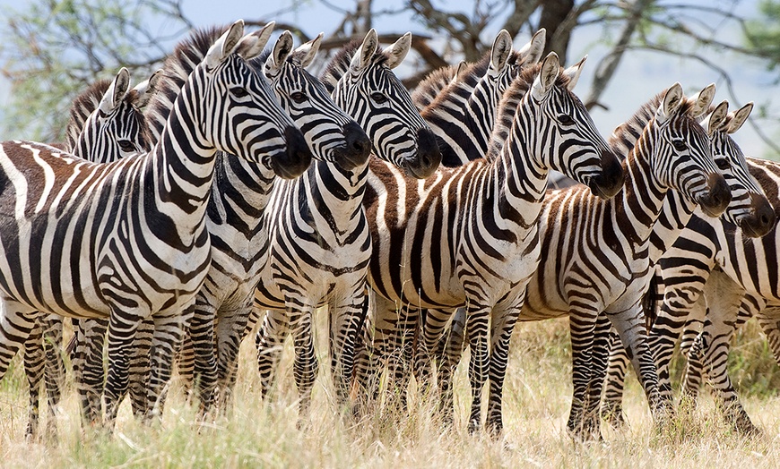 Image 1: Tanzania Safari