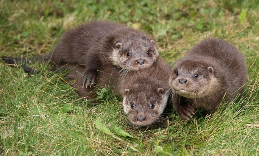 Image 2: Bis zu 22% Rabatt auf den Zoo – Tierpark/Safaripark bei Otter Zentrum