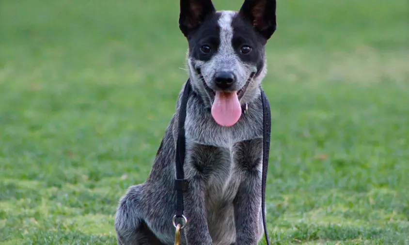 60-Minute In-Home Dog Behavioral Evaluation from OC VIP Dog (48% Off) - Primary Image