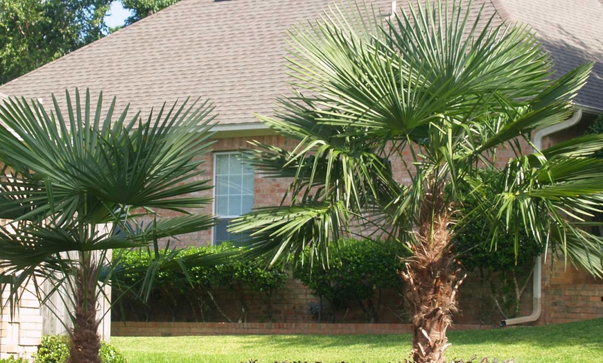 Image 6: Giant Palm Trees