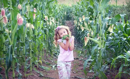 Evening Corn Maze or All-Day Visit and Two Ciders for Two Children at Taves Family Farms Applebarn (Half Off)  - Primary Image
