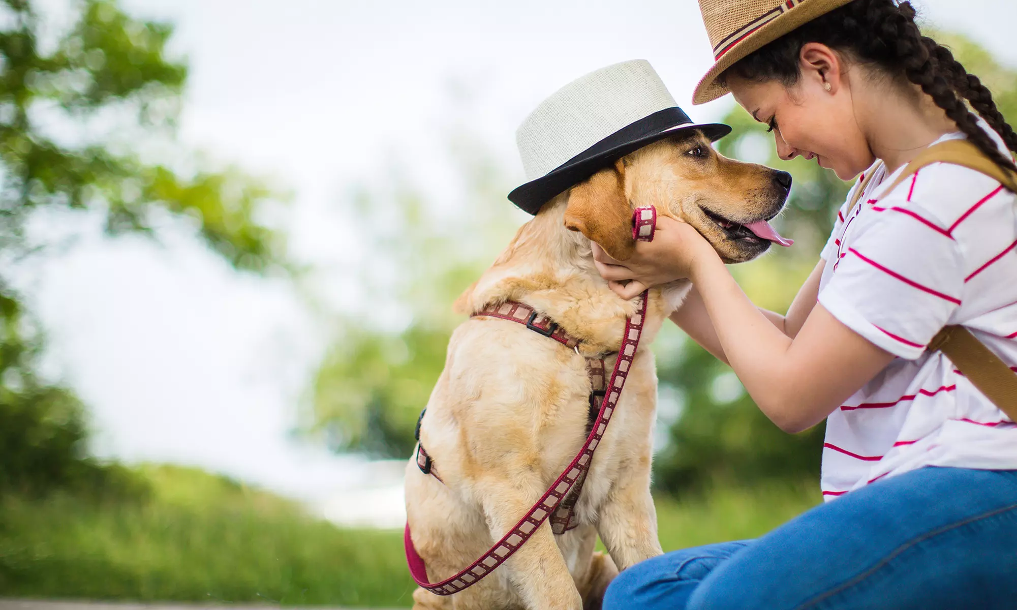 One, Three or Eight Dog Trainer Classes at Royal Dog Academy (Up to 54% Off) - Primary Image