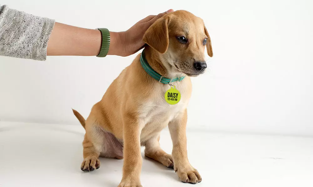 One, Two, or Three Personalized Pet Tags from Photobook America (Up to 69% Off) - Second Medium