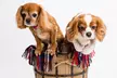 Pet Photoshoot with Three Prints and Two Vouchers at Natalie Jayne Photography (83% Off) - Second Medium