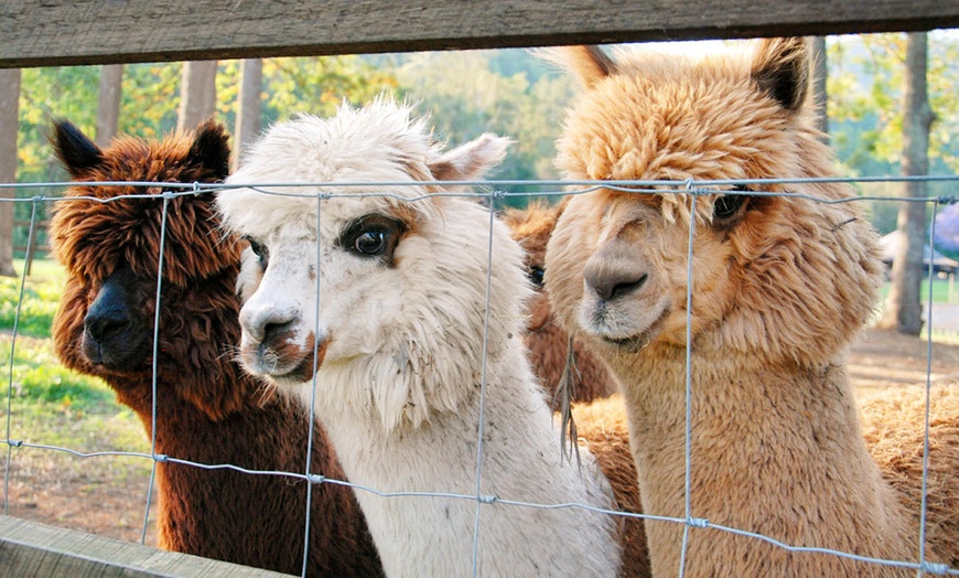 Image 2: 30-Minute Alpaca Experience at Mountview Alpaca Farm