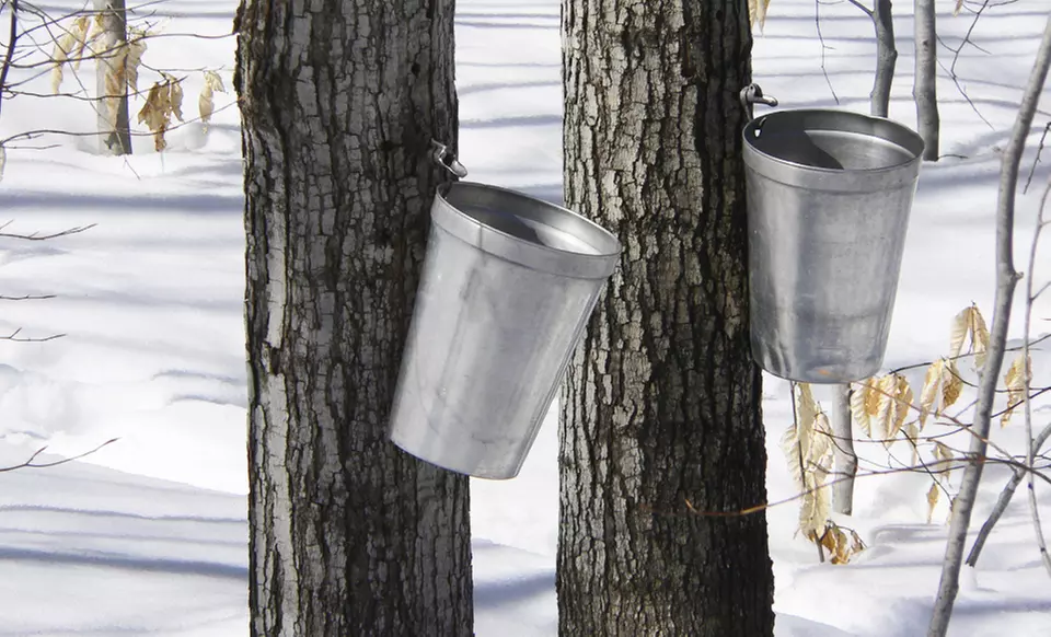 Visit to Shady Grove Maple Co. for Two or Four with Bottles of Maple Syrup (52% Off) - Primary Image