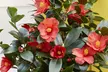 Hardy Camelia Potted Plants – Red, Pink, Yellow Mix - Image 4